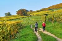 Wandern im Sommer am Kaiserstuhl